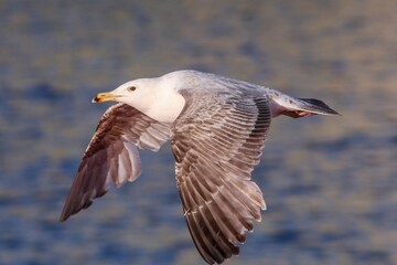 Closeup of the ring-billed gull, Larus delawarensis during flight.
