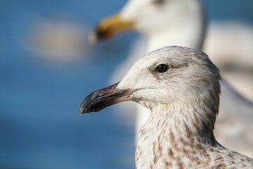 Closeup of a juvenile ring-billed gull, Larus delawarensis.