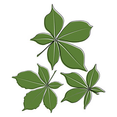 Set of vector chestnut leaf outline and coloured icon. Simple chestnut leaves illustration for logo. Realistic hand drawn leaves illustration set on white background.