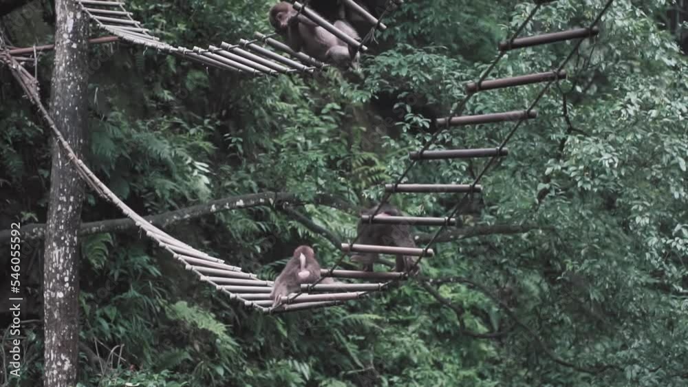 Sticker Monkeys sitting on a swing bridge hanging from a tree