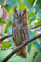 Eurasian scops owl close-up ( Otus scops )