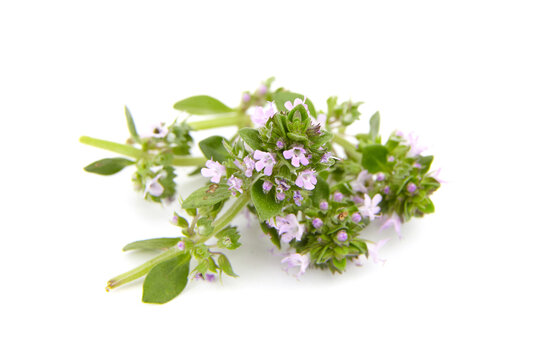 Thyme sprigs with flowers isolated on white. Fresh thyme herb