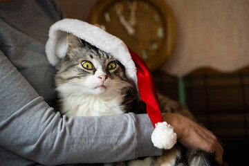 A cat in a Santa hat in the arms of a woman. funny muzzle of a pet.