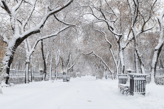 Beautiful winter alley with trees in the city park, snow-covered tree branches in an arch