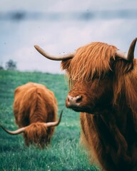 Closeup of a highland cattle with flies on it and the other one grazing in the background.