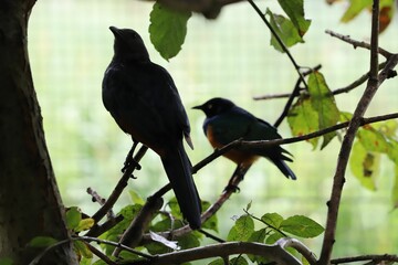 Red-winged starling birds standing on a branch of a tree