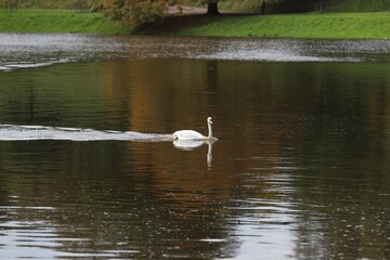 Naklejka na ściany i meble A Mute swan swimming in a greenish small lake in a park