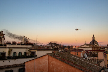 Birds flying over the roofs of Roma at sunset. Panorama of old town in Rome, Italy