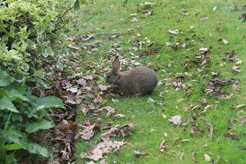A Domestic small rabbit standing on grass with leaves on it