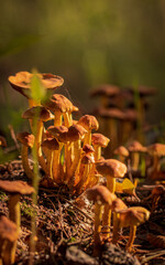 autumn mushrooms in polish forests