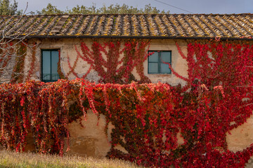 The wall of a country house is almost completely covered with a climbing plant with colorful autumn...