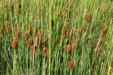 Cattails are upright perennial plants that emerge from creeping rhizomes. The long tapering leaves have smooth margins and are somewhat spongy © Daniel Meunier