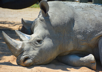 The white rhinoceros or square-lipped rhinoceros is the largest extant species of rhinoceros.  It has a wide mouth used for grazing and is the most social of all rhino species © Daniel Meunier