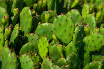 A group of green cacti growing in nature
