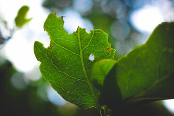 Wildlife and Nature Album