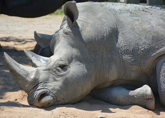 Fototapeta premium The white rhinoceros or square-lipped rhinoceros is the largest extant species of rhinoceros. It has a wide mouth used for grazing and is the most social of all rhino species
