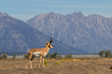 Pronghorn Buck in Grand Teton National Park Wyoming in Autumn