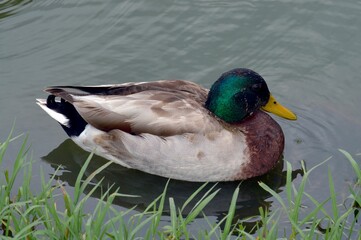 Closeup shot of a Mallard duck swimming on the surface of the water in the nature