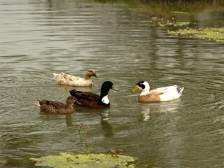Closeup shot of ducks swimming on the surface of the water in the nature