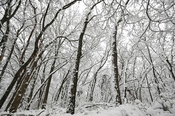 Low-angle view of trees covered by snow after a heavy blizzard