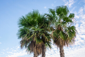 Palm trees against the blue sky. Tropical background