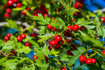 Wild hawthorn grows in the Crimean forest