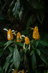 Golden Shrimp Plant (Pachystachys lutea / Lollipop Plant)