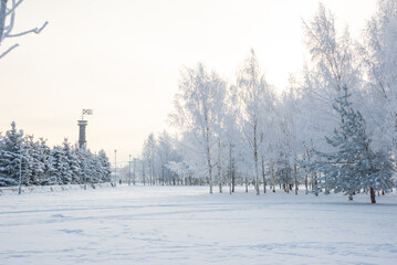 Winter landscape, trees in the snow