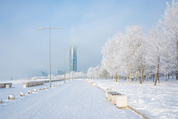 Winter landscape, trees in the snow