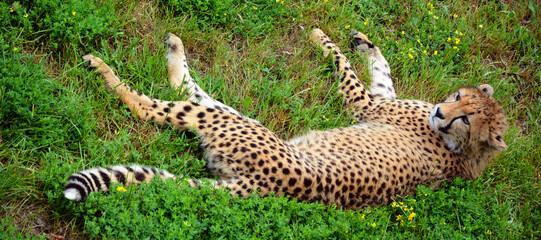 Cheetah is a large-sized feline inhabiting most of Africa and part of the Middle East.The cheetah is the only extant member of the genus Acinonyx,most notable for modifications in the species paws