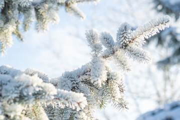 Close-up, tree branch in the snow