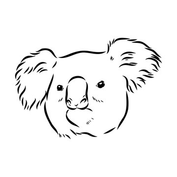recommend clip art: Koala bear animal on tree sketch engraving vector illustration. Scratch board style imitation. Black and white hand drawn image.