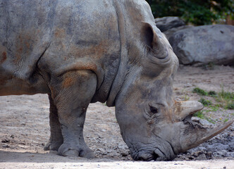 Obraz premium The white rhinoceros or square-lipped rhinoceros is the largest extant species of rhinoceros. It has a wide mouth used for grazing and is the most social of all rhino species