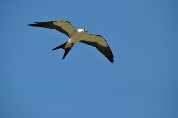 Fototapeta na wymiar Closeup shot of a swallow-tailed kite flying in the air