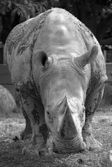The white rhinoceros or square-lipped rhinoceros is the largest extant species of rhinoceros.  It has a wide mouth used for grazing and is the most social of all rhino species © Daniel Meunier
