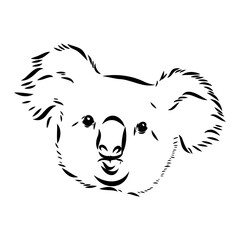 Koala bear animal on tree sketch engraving vector illustration. Scratch board style imitation. Black and white hand drawn image.