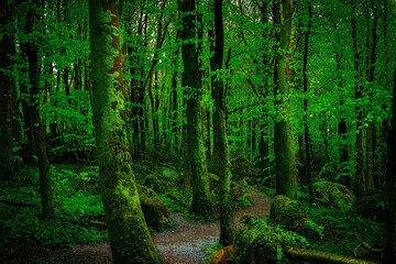 Low-angle view of a beautiful forest on a sunny day