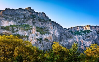 Low-angle view of a beautiful forest near the mountains