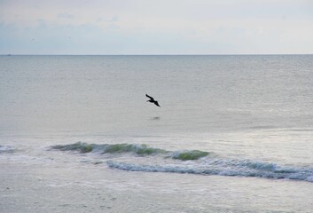Fototapeta premium Scenic view of a bird flying over the sea