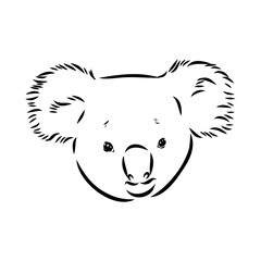 Koala bear animal on tree sketch engraving vector illustration. Scratch board style imitation. Black and white hand drawn image.