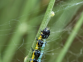 Wandering sunset moth. Family Crambidae. Uresiphita gilvata     