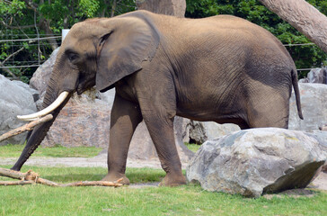 African elephant is elephant of the genus Loxodonta. The genus consists of 2 extant species: the African bush elephant, L. africana, and the smaller African forest elephant