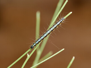 Fototapeta premium Wandering sunset moth. Family Crambidae. Uresiphita gilvata 