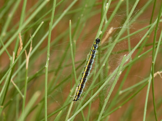Wandering sunset moth. Family Crambidae. Uresiphita gilvata     