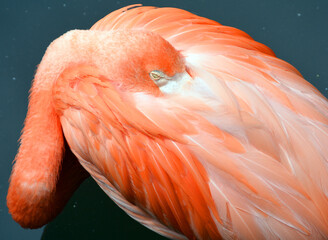 The American flamingo (Phoenicopterus ruber) is a large species of flamingo closely related to the greater flamingo and Chilean flamingo. 