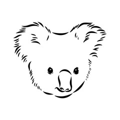 Koala bear animal on tree sketch engraving vector illustration. Scratch board style imitation. Black and white hand drawn image.
