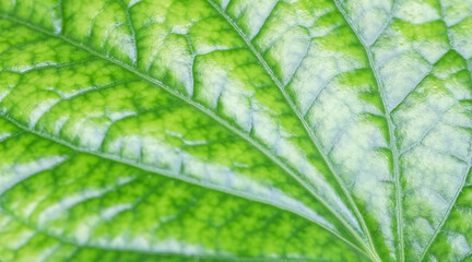 Close-up fresh green leaf with show detail and texture on greenery nature background 