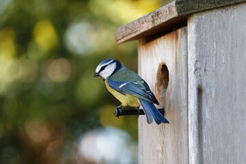 Closeup shot of a Eurasian blue tit perched in front of its wooden birdhouse