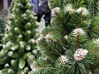 Fir tree brunch close up. Fluffy fir tree brunch close up. Christmas wallpaper concept. Copy space.