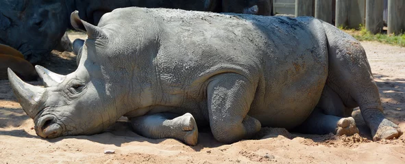 Gardinen Nashorn The white rhinoceros or square-lipped rhinoceros is the largest extant species of rhinoceros.  It has a wide mouth used for grazing and is the most social of all rhino species  © Daniel Meunier